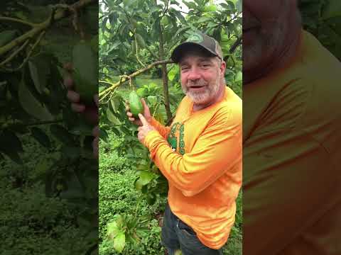 Avocados love the rain #avocado #farmlife #garden #growyourownfood