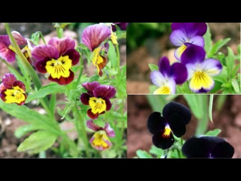 How to Grow Violas from Seed