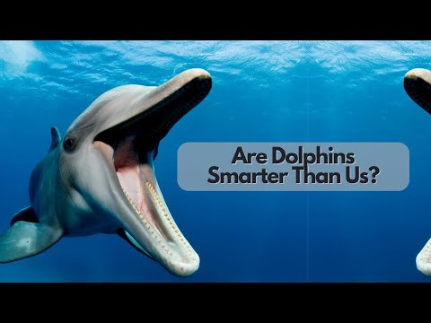 Are Dolphins Smarter Than Us?