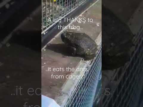 #frog eats ants / a BIG Thanks!