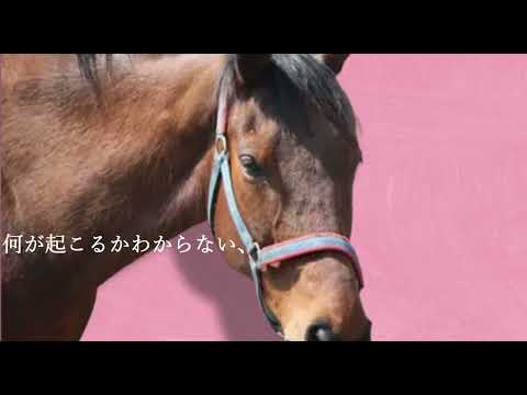 ハルウララ そふと女子会 JRA風CM 【20th Century Boy】