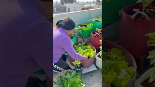 Today’s harvest part-2 #harvest #garden #youtubeshorts