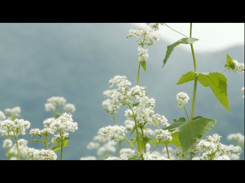 【映像】猿楽台地のソバの花　福島・下郷町【カメラめせん⑮】