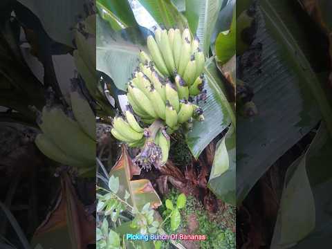 Picking Banana Bunch #banana #bananafarming #bananaplant #bananaleaf #kela #bananafarmer #bananafarm