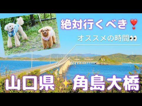 【2023春キャンピングカー旅行⑥】絶対行くべき❣️角島大橋✨オススメの時間✨#山口県 #愛犬と旅行