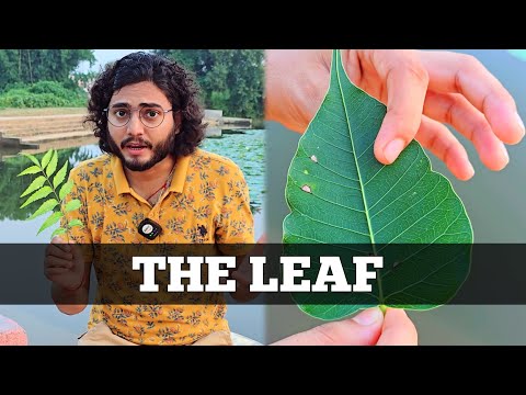 The Leaf- Practically Explained / Morphology of the Flowering Plants @BIOLOGYWings