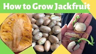 How to Grow Jackfruit from Seed