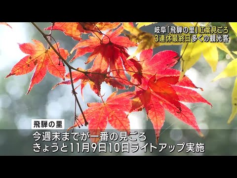 「飛騨の里」例年より10日ほど遅く紅葉が見ごろ　合掌家屋バックにモミジやカエデが色づきライトアップも (24/11/04 11:24)