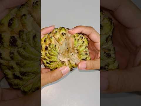 Custard apple  #nature #trees #deliciousfruit  #youtubeshorts