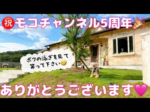 【㊗️✨おかげさまで5周年✨🎉】5年ぶりのモコ泳ぎを公開🤣#犬かき #プール遊び