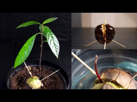 How to Grow an Avocado Tree from a Store Bought Fruit