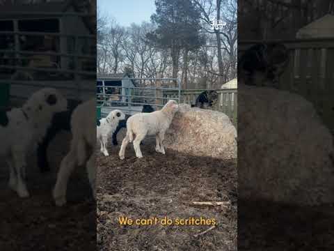 Cute Cat Declares Himself King Of The Sheep!