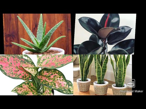 AIR PURIFYING INDOOR PLANTS |HOUSEPLANTS |10  AIR Purifying  PLANTS  FOR HOME MAKEOVER