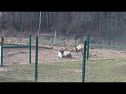 ReindeerCam Live Stream