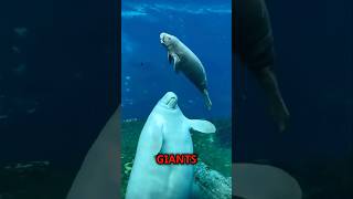 The Gentle Gardeners of the Ocean #Manatee #SeaCow #MarineLife