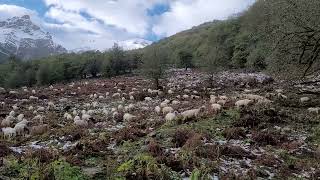 #flock_of_sheep #Life_in_the_mountains