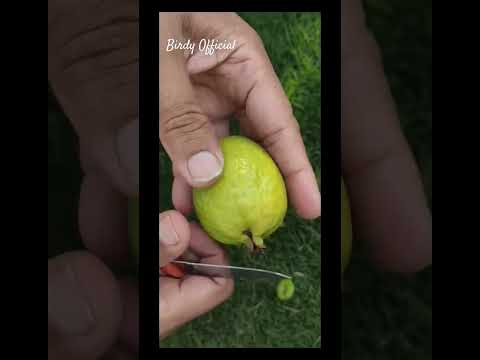 Fresh Guava From Homegarden #homegarden #fruit #guava #shorts