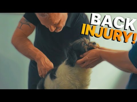 Agility Dog "Ramses" INJURES Spine & Can't Jump ~ NEEDS Chiropractic Help! (Amazing Results) 🤯🐶