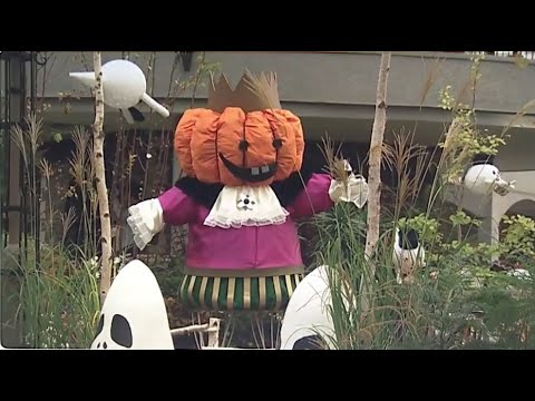 秋の花で楽しむハロウィンイベント開催中　愛知・安城市の「デンパーク」