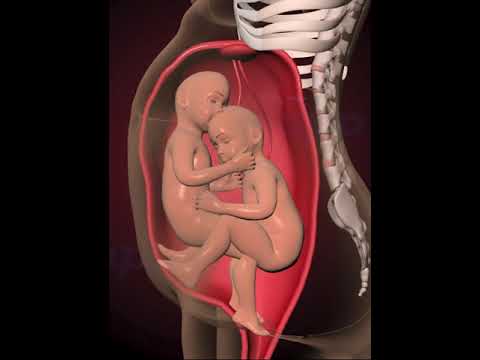 Amazing Twins inside the womb (3D Animation)