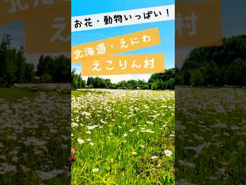 【癒し動画】北海道の大自然と動物に癒されるえこりん村を探索しました #shorts