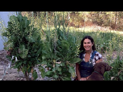 What Do You Do When Your Tree Collards Bloom?