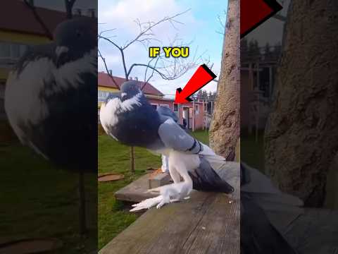 These Mutated Pigeons Are SCARY 😨 #viral