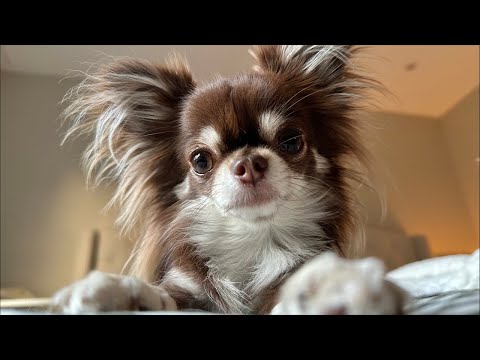 Lou & Nala’s Chaotic Chihuahua Playtime