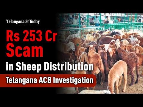 Sheep Distribution Scam in Telangana: Rs 253 Cr Allegation and ACB Investigation | Telangana News