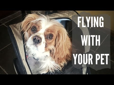 Flying with Your Pet