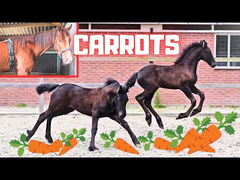 We love carrots!!🥕🥕🥕 Who's in the tree? Ready for the inspection? Sweet horses | Friesian Horses