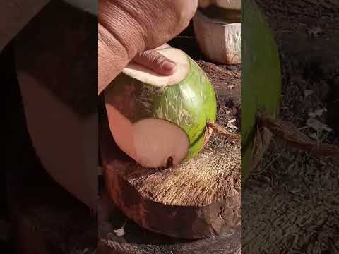 fantastic way of coconut peeling Asmr #satisfying #coconut #streetfood #youtubeshorts #Gatchie Jr