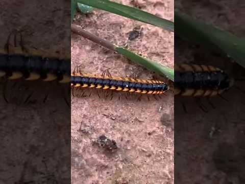 Wow ! ! ! i found the strange insect#shorts #animals #insects