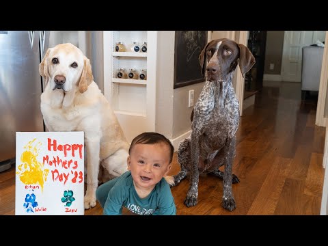 Adorable Dogs & New Baby Celebrate First Mother's Day! Dad's Amazing Fingerpainting Surprise!