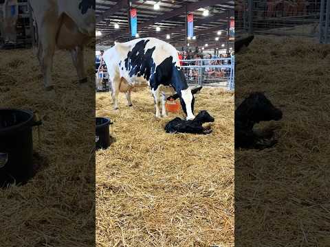 Dairy Cow Birthing Center #maryland #statefair #Timonium #animals #animallover #cow #shortfeed