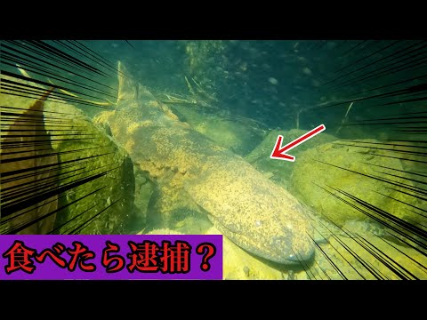 【世界最大の両生類】オオサンショウウオを食べる映像が出回っている件について原産地の状況や法的解釈を解説