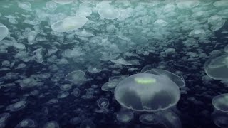 Open Ocean: 10 Hours of Relaxing Oceanscapes | BBC Earth