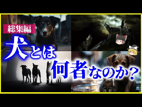 【ゆっくり解説】【総集編】「犬」とは何者なのか？を解説/犬の遺伝子、人類とイヌ、雑種、狼と犬、他【作業用】【睡眠用】