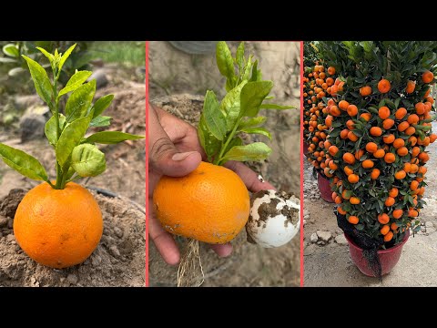 How to grow orange trees from orange fruit | 100% eggs natural rooting harmones |