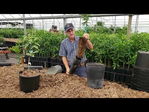 How To Up Pot Your New Citrus Tree from Madison Citrus Nursery