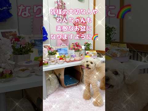 【初盆🌈🐶ずっと想い続けること】