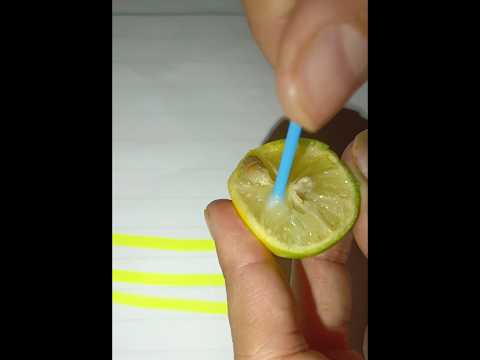 🍋 magic #youtubeshorts#shorts#ytshorts#lemonexperiment#science#experiment#viral