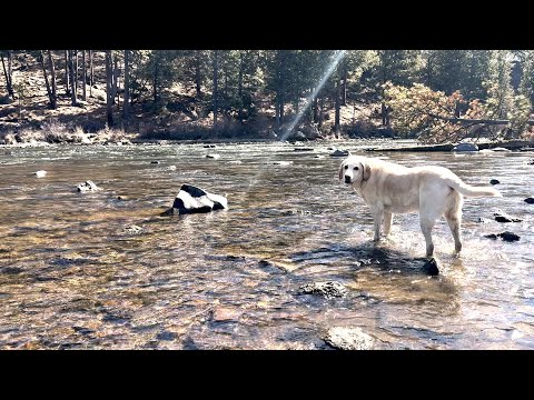 Enjoying the GoodDog! Dog Park