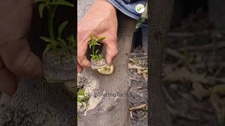 Beyond grafting technology #graftingtactick #plantgod_usa #garden #citrus #plants #fruits #shorts