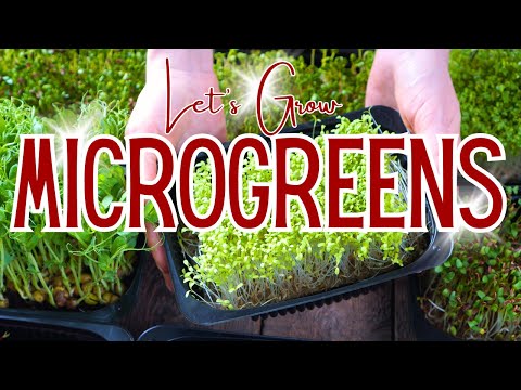 UNLOCK THE SECRET TO GROW VIBRANT INDOOR MICRO GREENS EASILY! BEGINNERS GUIDE TO MICRO GREENS GARDEN