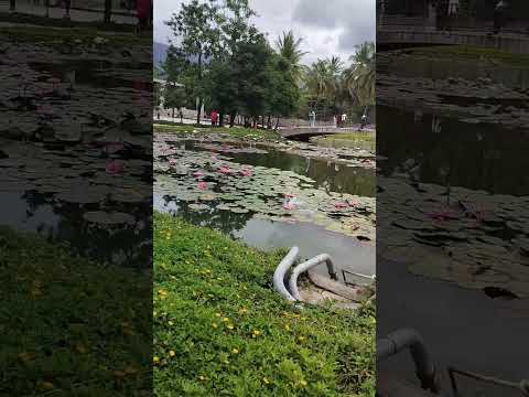 #lotus #lake #viral #trending #ytshorts #song #song#nature #naturelovers #naturebeauty