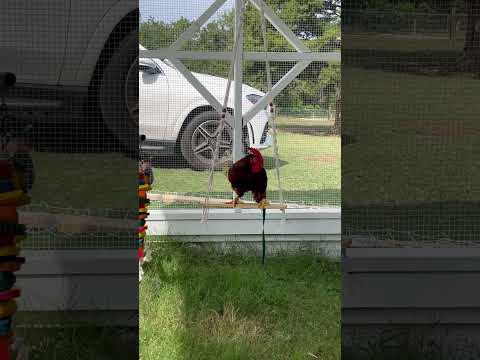 Cute Chicken Falls Off Of Swing