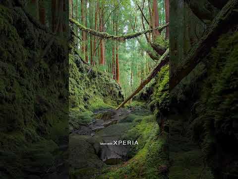 Exploring the dark forest with #Xperia1VI #Shorts