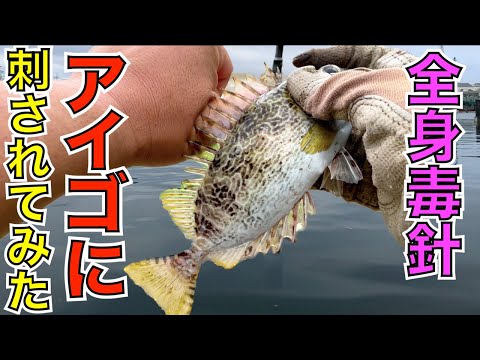 刺されて検証！釣り人の天敵『アイゴ』の毒針に刺されるとこんなに痛い【セルフ人体実験】