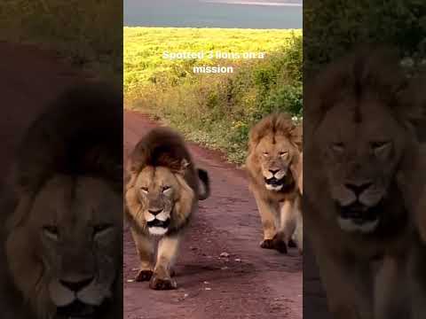 Where do you think they’re going? #safari #africa #lions #wildlife